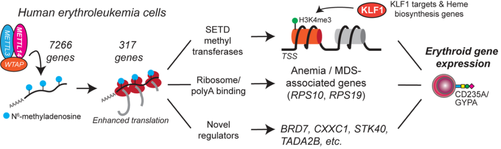 Nature Communications Publication