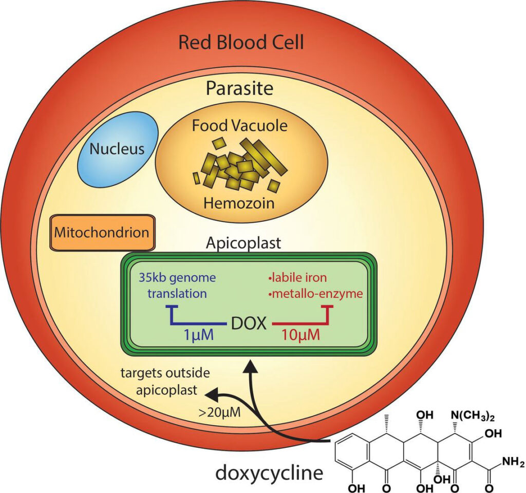 Sigala Lab eLife Publication