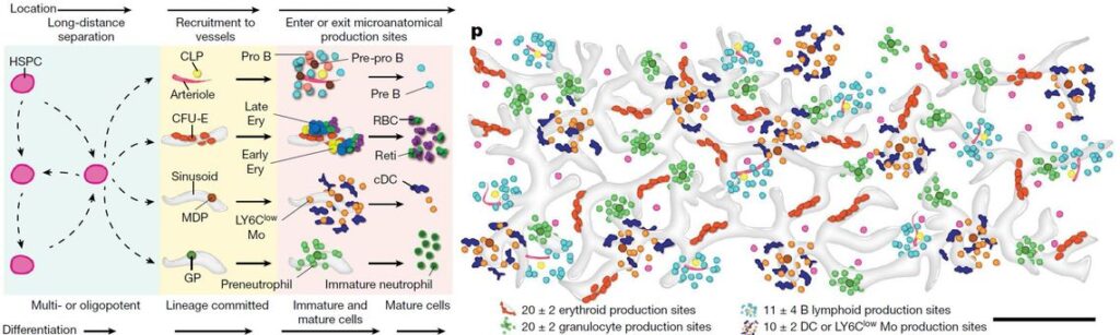 Nature Publication