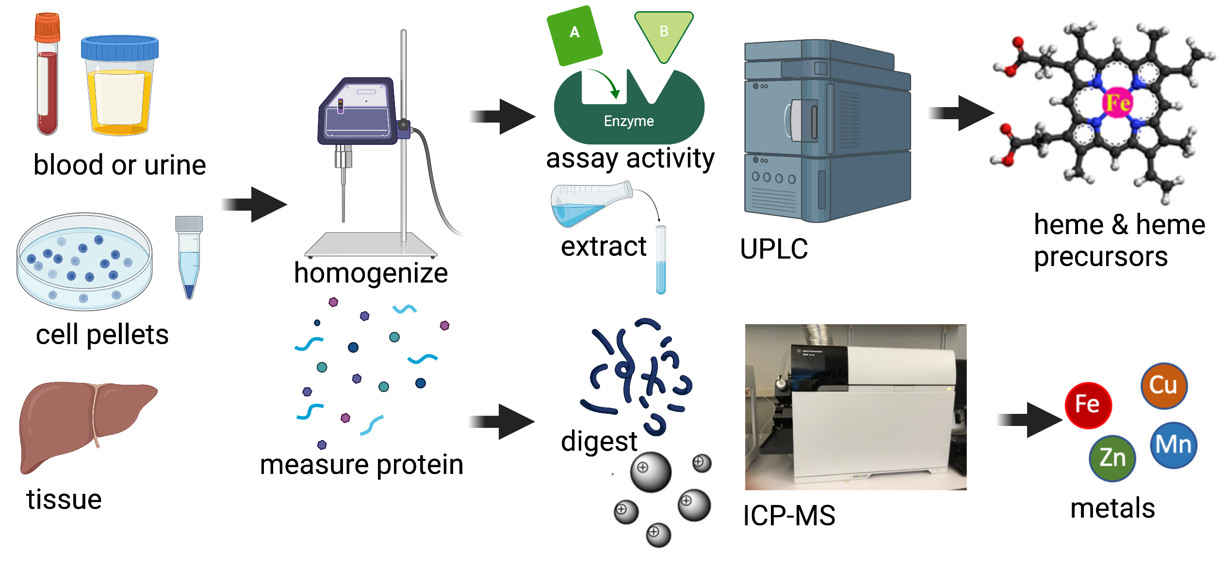 Iron and Heme Core Facility