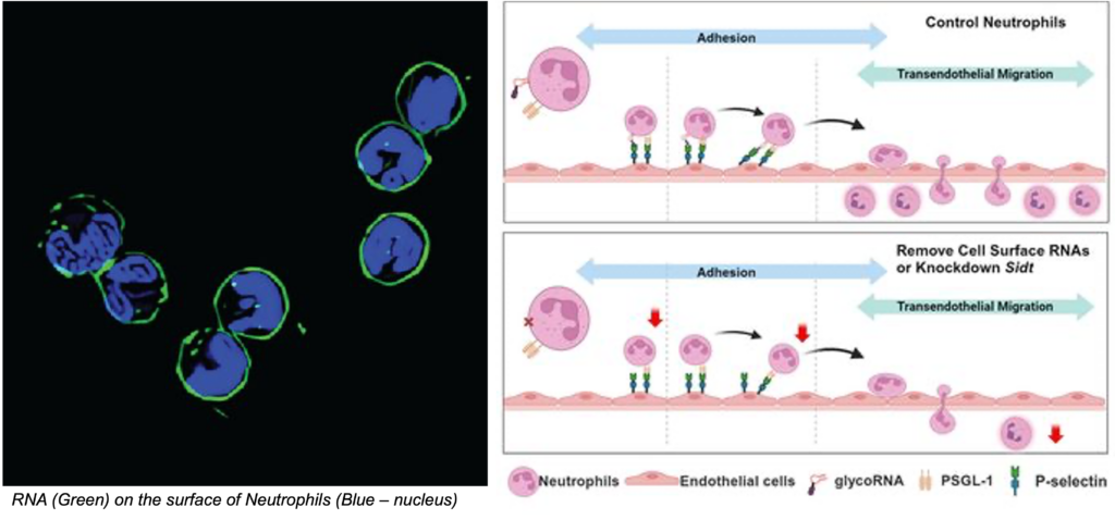 Dr. Jun Lu Cell Publication