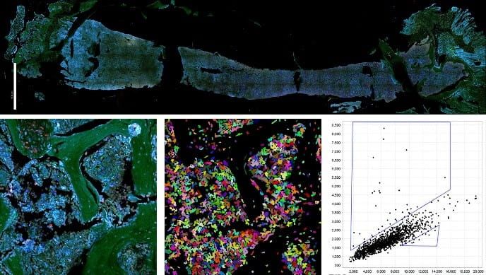 Flow and Tissue Cytometry Core