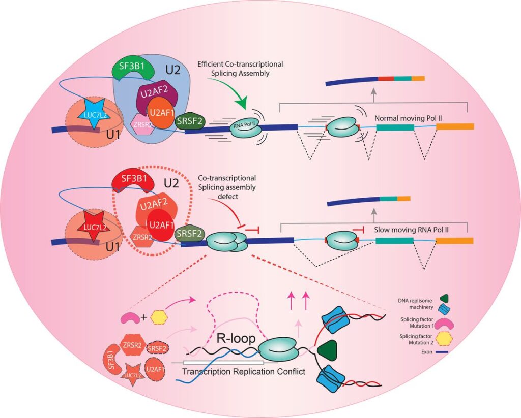 Molecular Cell Publication