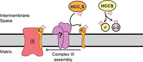 Sigala Lab ACS Infectious Diseases Publication