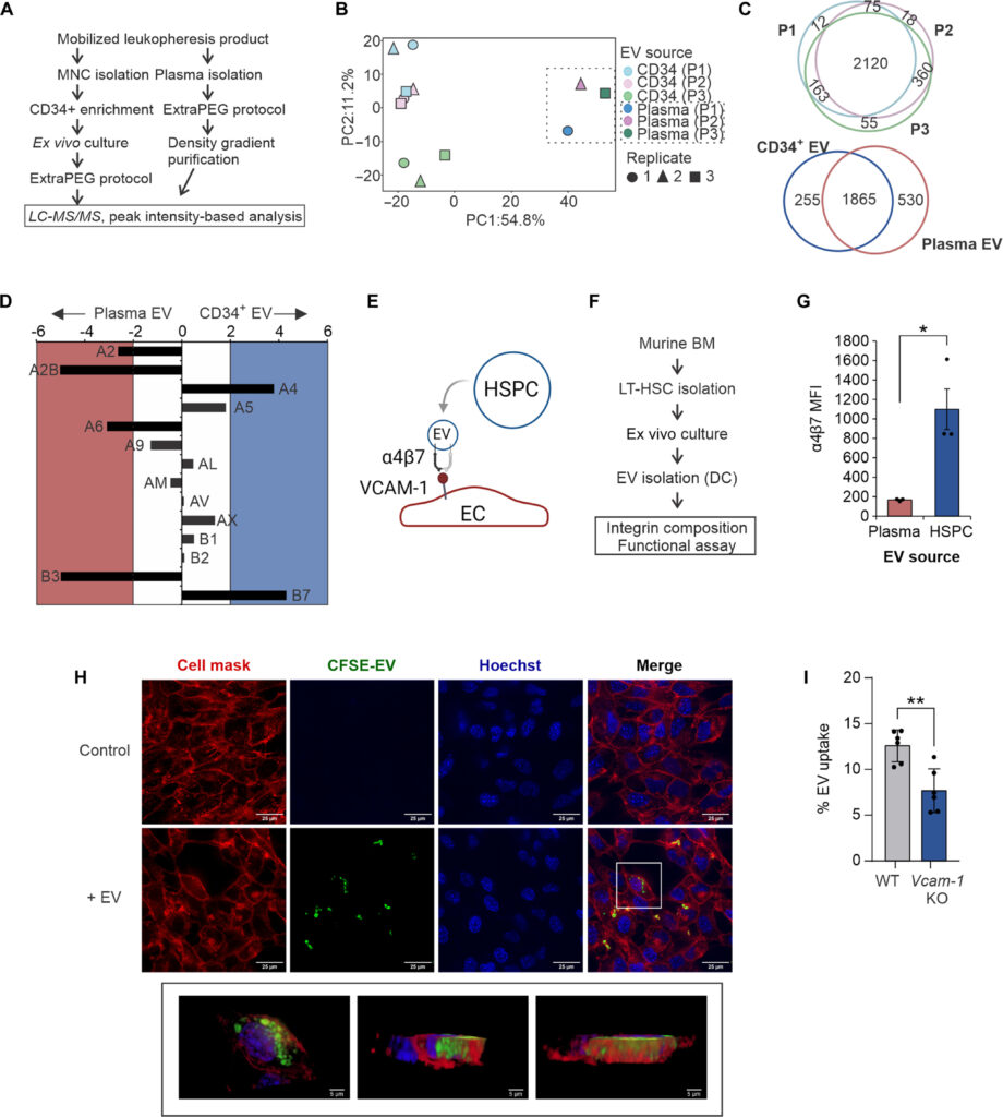 CCR2 cooperativity promotes hematopoietic stem cell homing to the bone marrow.