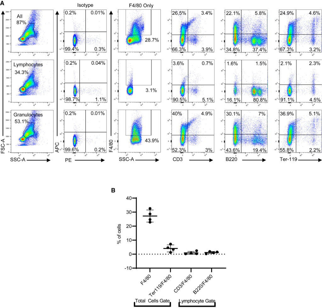 Osteomacs promote maintenance of murine hematopoiesis through megakaryocyte-induced upregulation of Embigin and CD166.