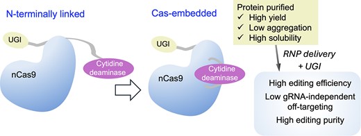 Direct delivery of Cas-embedded cytosine base editors as ribonucleoprotein complexes for efficient and accurate editing of clinically relevant targets