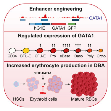 Regulated GATA1 expression as a universal gene therapy for Diamond-Blackfan anemia