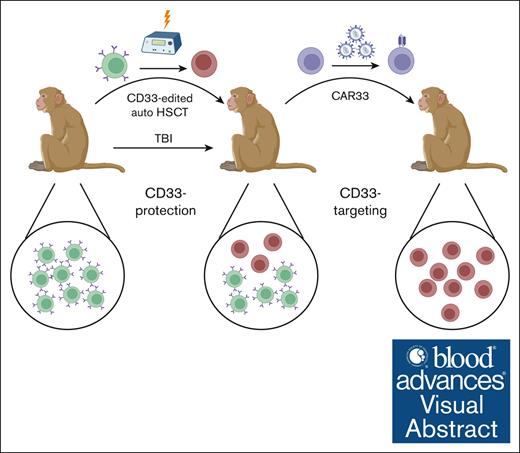 Protection of CD33-modified hematopoietic stem cell progeny from CD33-directed CAR T cells in rhesus macaques