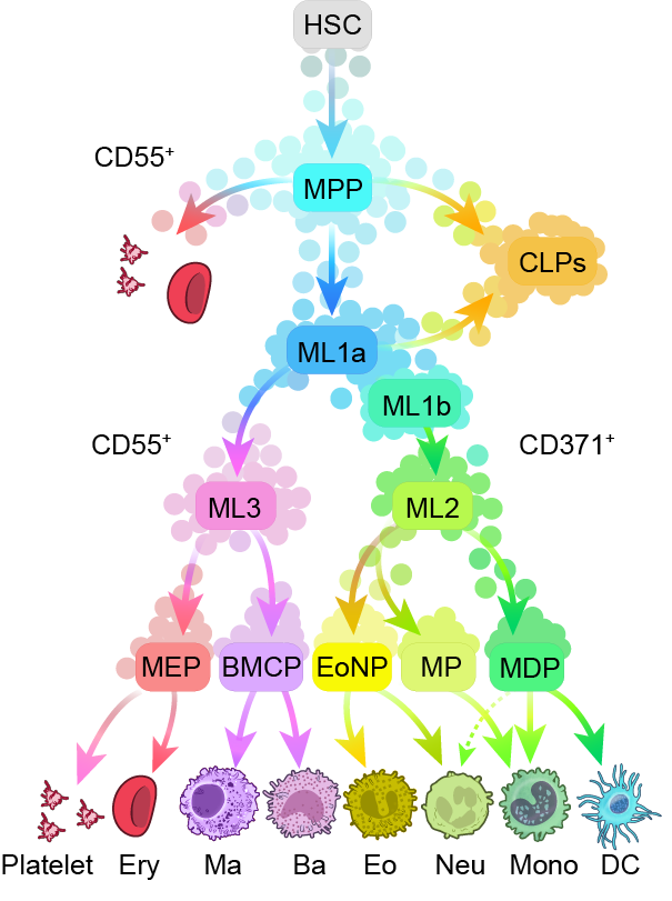 A unified multimodal single-cell framework reveals a discrete state model of hematopoiesis in mice