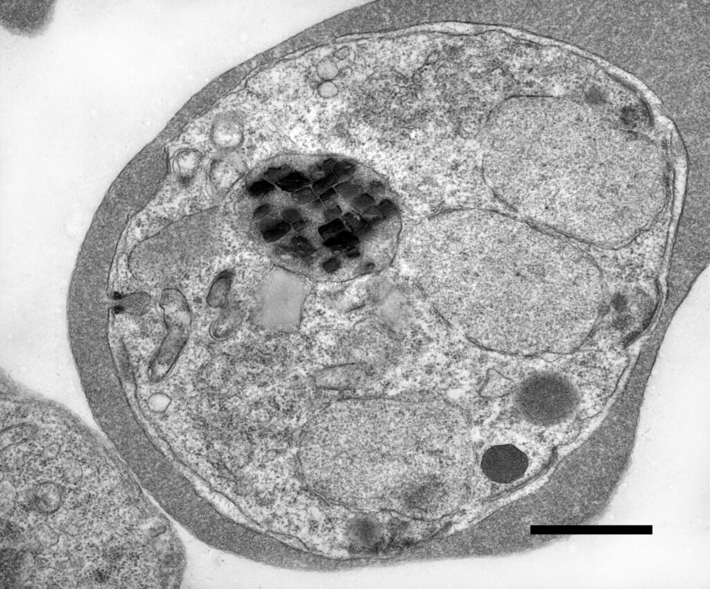 Chemical propulsion of hemozoin crystal motion in malaria parasites
