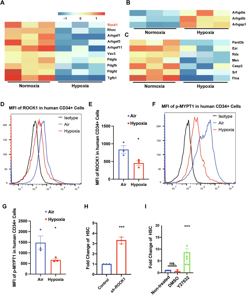 Suppression of Rho-associated kinase 1 (ROCK1) promotes human hematopoietic stem cell expansion by attenuating mitochondrial fission