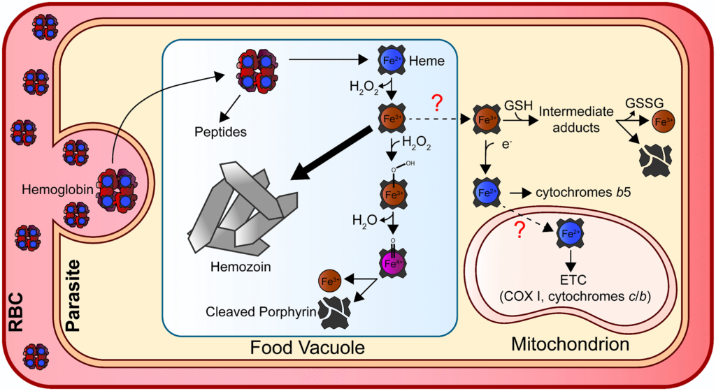 Fifty shades of iron: Unorthodox mechanisms of iron acquisition and utilization in blood-stage Plasmodium parasites