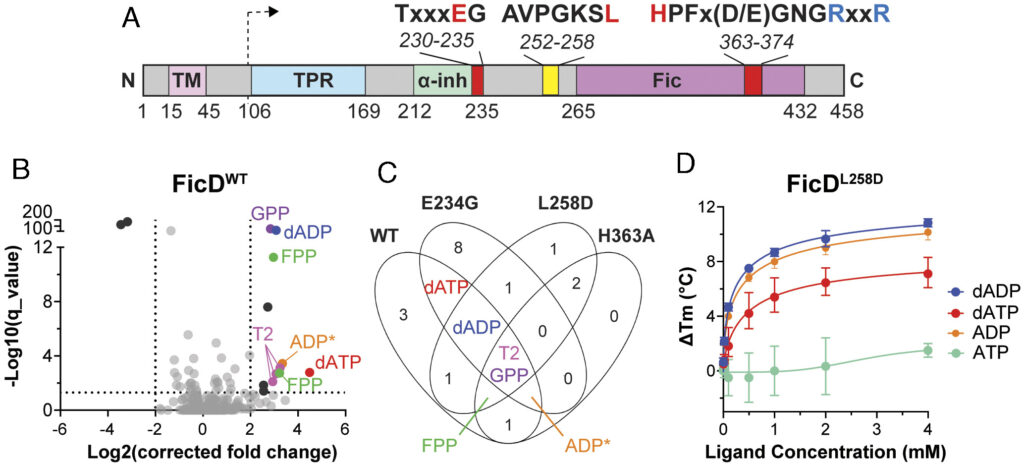 Inhibition of FicD-mediated AMPylation and deAMPylation by isoprenoid diphosphates