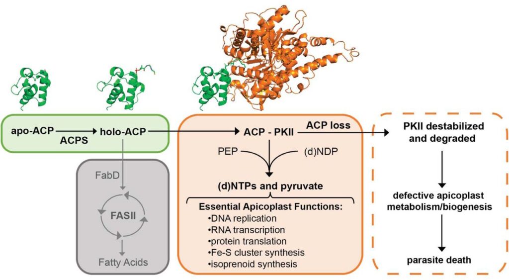 Acyl Carrier Protein is Essential for Apicoplast Biogenesis in Malaria Parasites Independent of Fatty Acid Synthesis