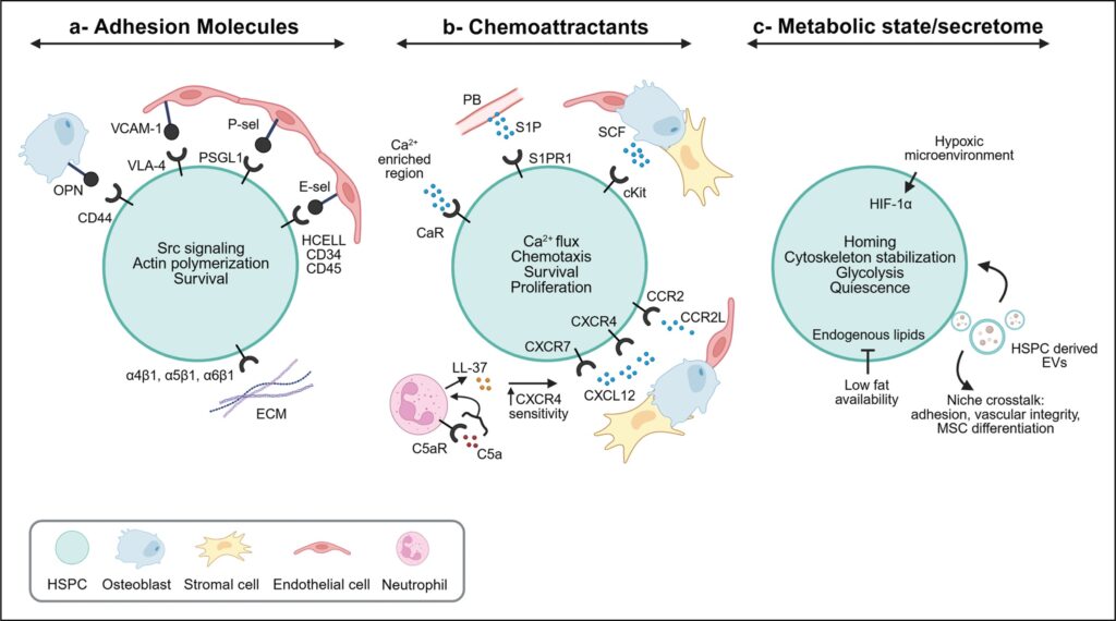 From bud to stem: dynamics of hematopoietic stem cells that drive homing and mobilization