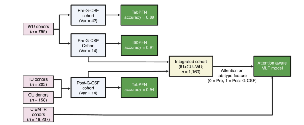 Advanced deep learning enables prediction of allogeneic stem cell mobilization success