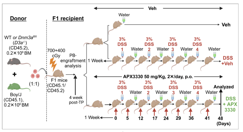 Inflammatory Bowel Disease-induced Inflammation Augments Clonal Hematopoiesis of Indeterminate Potential through Ref-1
