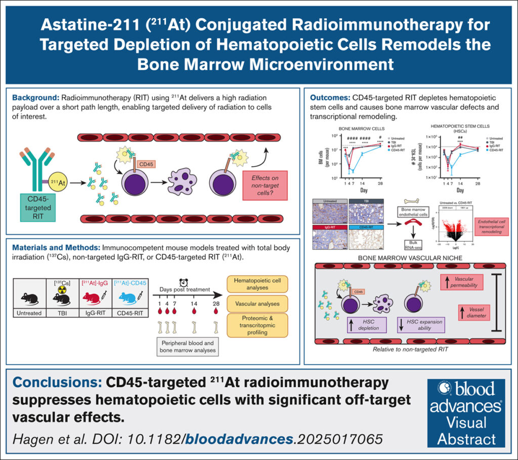 The bone marrow niche and hematopoietic system are distinctly remodeled by CD45-targeted astatine-211 radioimmunotherapy