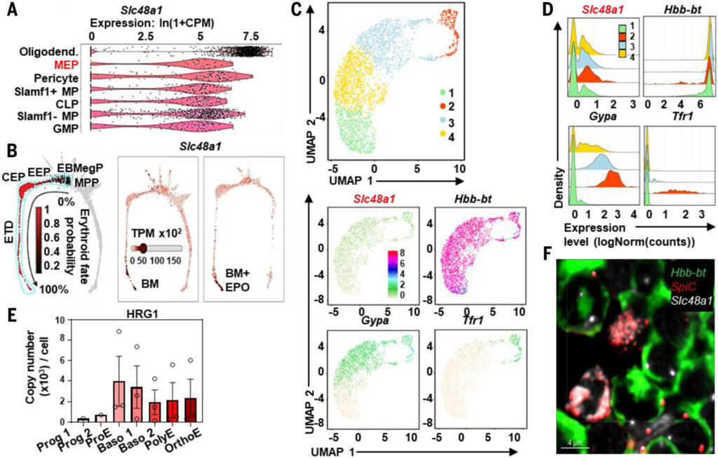 A cell-nonautonomous heme acquisition pathway enables erythroid hemoglobinization under stress